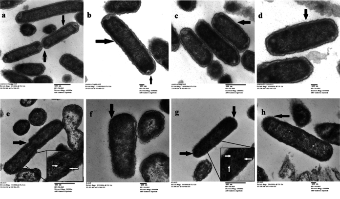 Transmission electron micrographs of reference serovar Typhi Ty2 strain. (a–d) Normal Salmonella cells and (e–h) cadmium adapted Salmonella cells. Arrows highlights the differences observed. Inset- White arrows marked the electron dense regions in the enhanced micrographic image.