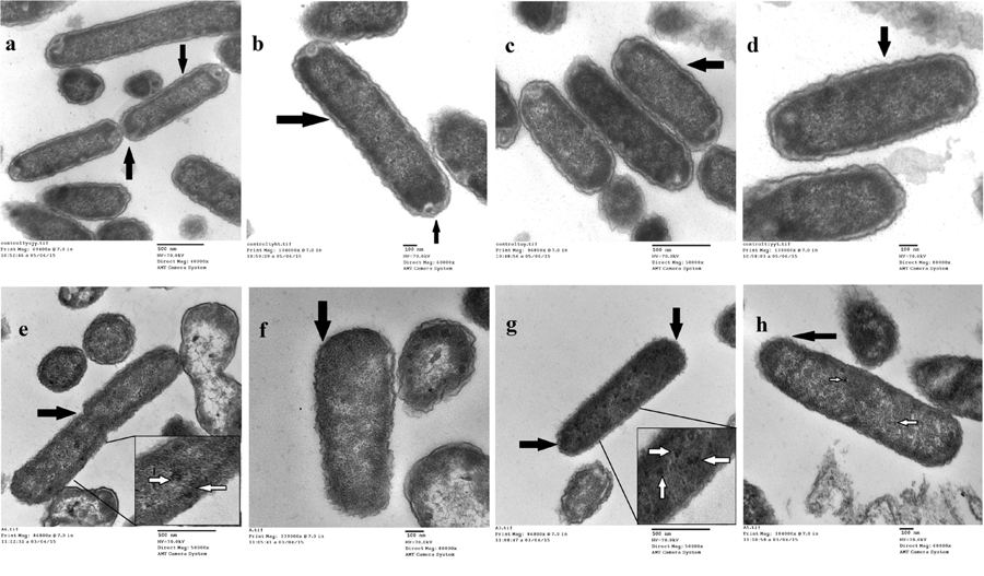 Transmission electron micrographs of reference serovar Typhi Ty2 strain. (a–d) Normal Salmonella cells and (e–h) cadmium adapted Salmonella cells. Arrows highlights the differences observed. Inset- White arrows marked the electron dense regions in the enhanced micrographic image.