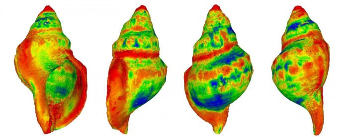 A heat-map demonstrating where differences are most likely to occur in shell shape among gastropods exposed to raised CO2 levels (with red indicating a greater degree of change) CREDIT Ben Harvey