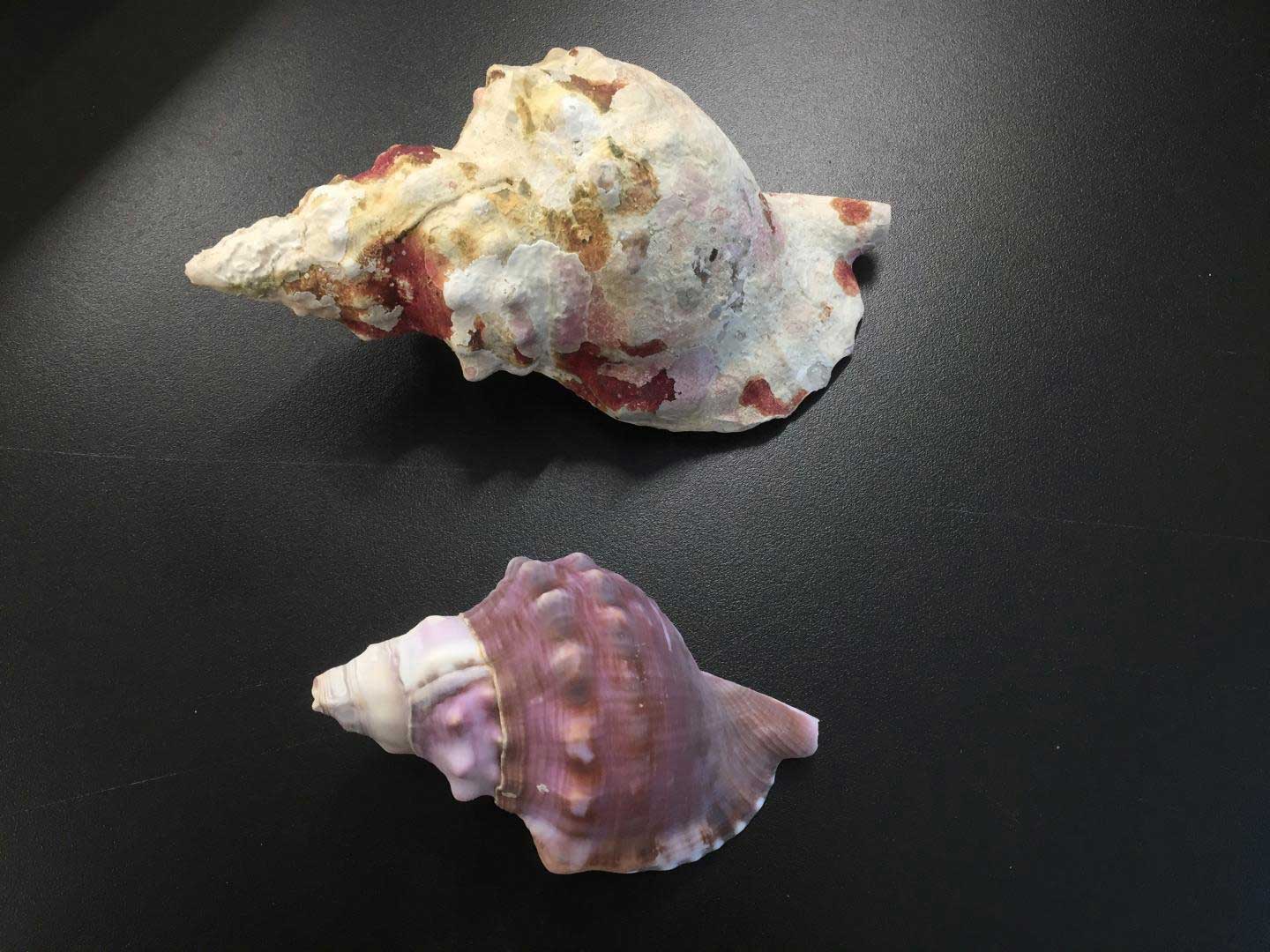 A comparison of shells assessed during the research, with the top shell taken from waters with present-day CO2 levels and the bottom one from waters with future predicted levels  CREDIT Ben Harvey/University of Tsukuba