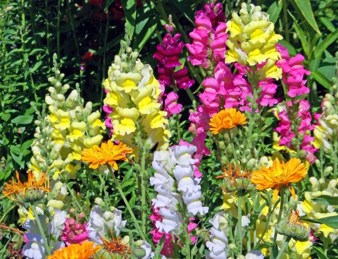 Scientists identified genes responsible for difference in flower color of snapdragons