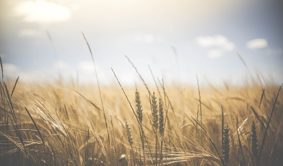 Scientists find genomic regions that decide zinc density in wheat 
