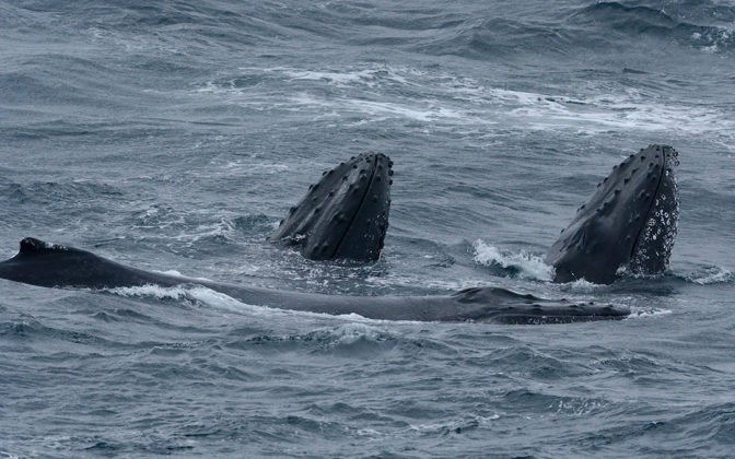 Humpback whales ©Eric Woehler