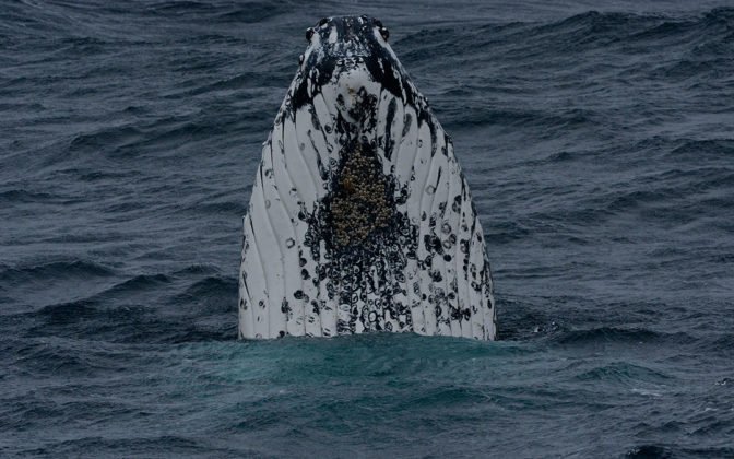 Humpback whale ©Eric Woehler