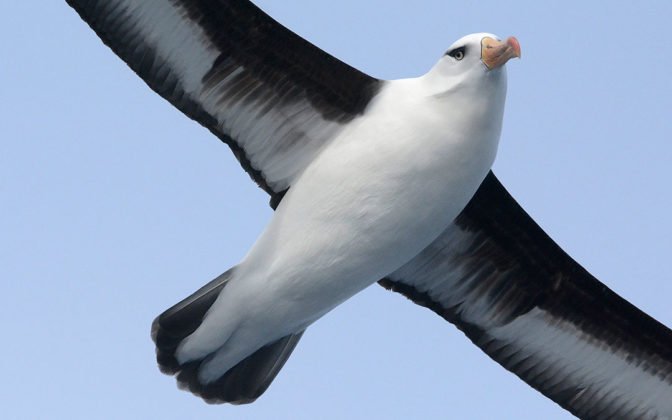Black-browed albatross ©Eric Woehler