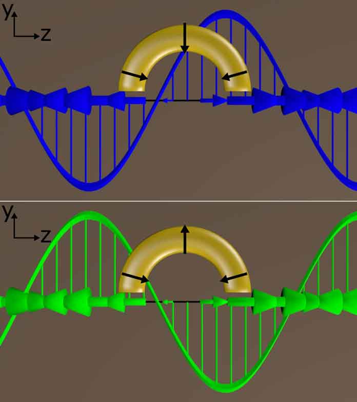 Circularly polarized light delivered at a particular angle to C-shaped gold nanoparticles produced a plasmonic response unlike any discovered before, according to Rice University researchers. When the incident-polarized light was switched from left-handed (blue) to right-handed (green) and back, the light from the plasmons switched almost completely on and off. Courtesy of the Link Research Group
