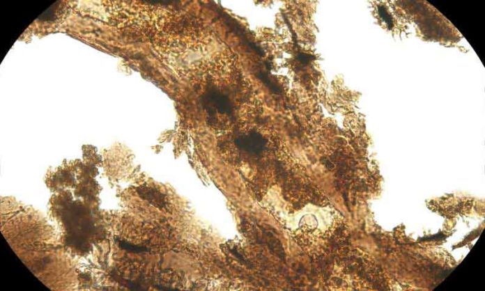Dinosaur blood vessel with adjacent bone matrix that still contains bone cells. These structures have a perfect morphological preservation over hundreds of millions of years, but are chemically transformed through oxidative crosslinking. The extract comes from a sauropod dinosaur. Credit: Jasmina Wiemann/Yale University