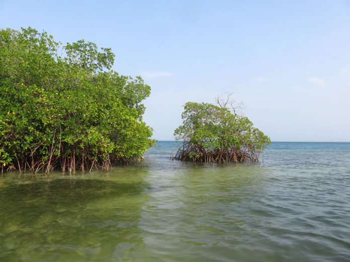 Mangroves like this could have a significant role in the future by mitigating the carbon emissions of certain nations. Photo credit: Pierre Taillardat