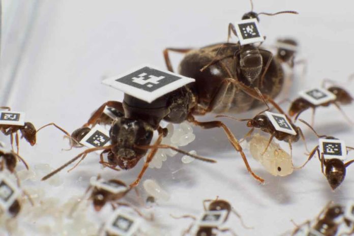 The scientists tagged thousands of ants in total to quantify all interactions between individuals and understand how colonies can protect themselves from disease. Photo courtesy of Timothée Brütsch