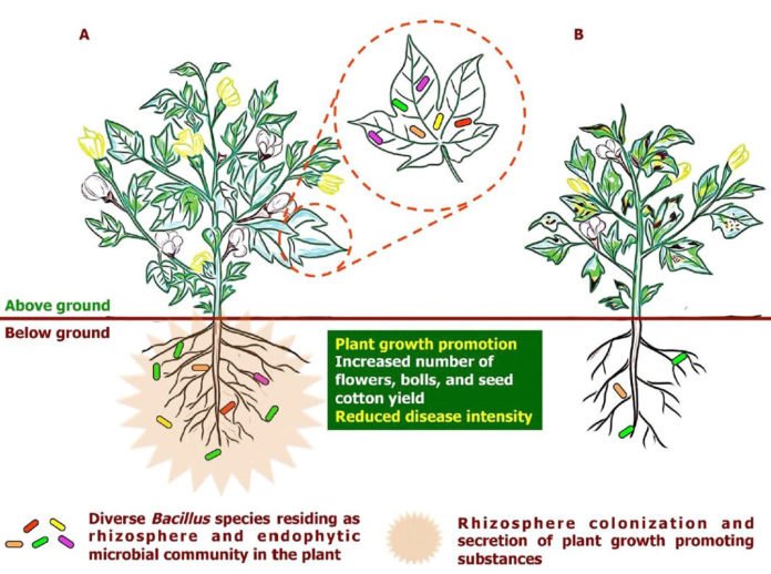 Buttermilk-based bioformulation helps in cotton disease control