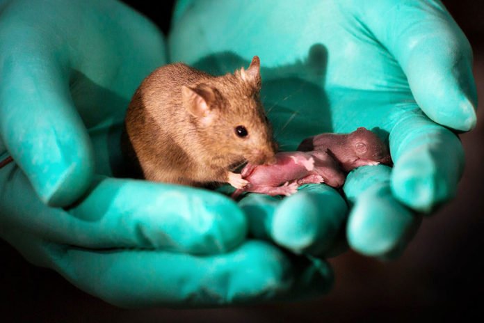Scientists have created healthy mice born from two moms