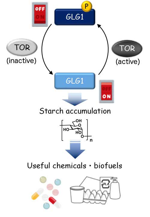 Representation of the "switch" controlling starch accumulation The phosphorylation status of GLG1, which is regulated by TOR signaling, determines the ON/OFF switch for starch accumulation in the cells. Starch is a good carbon resource for chemicals that are applied in a wide range of industries. ("P" denotes phosphorylation.)
