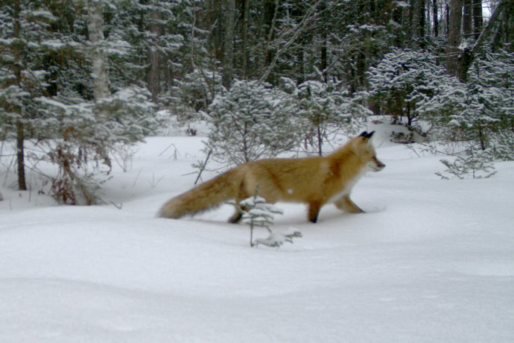 A red fox on Stockton Island, Wisconsin, in 2015 Photo courtesy Max Allen/Erik Olson/Tim Van Deelen