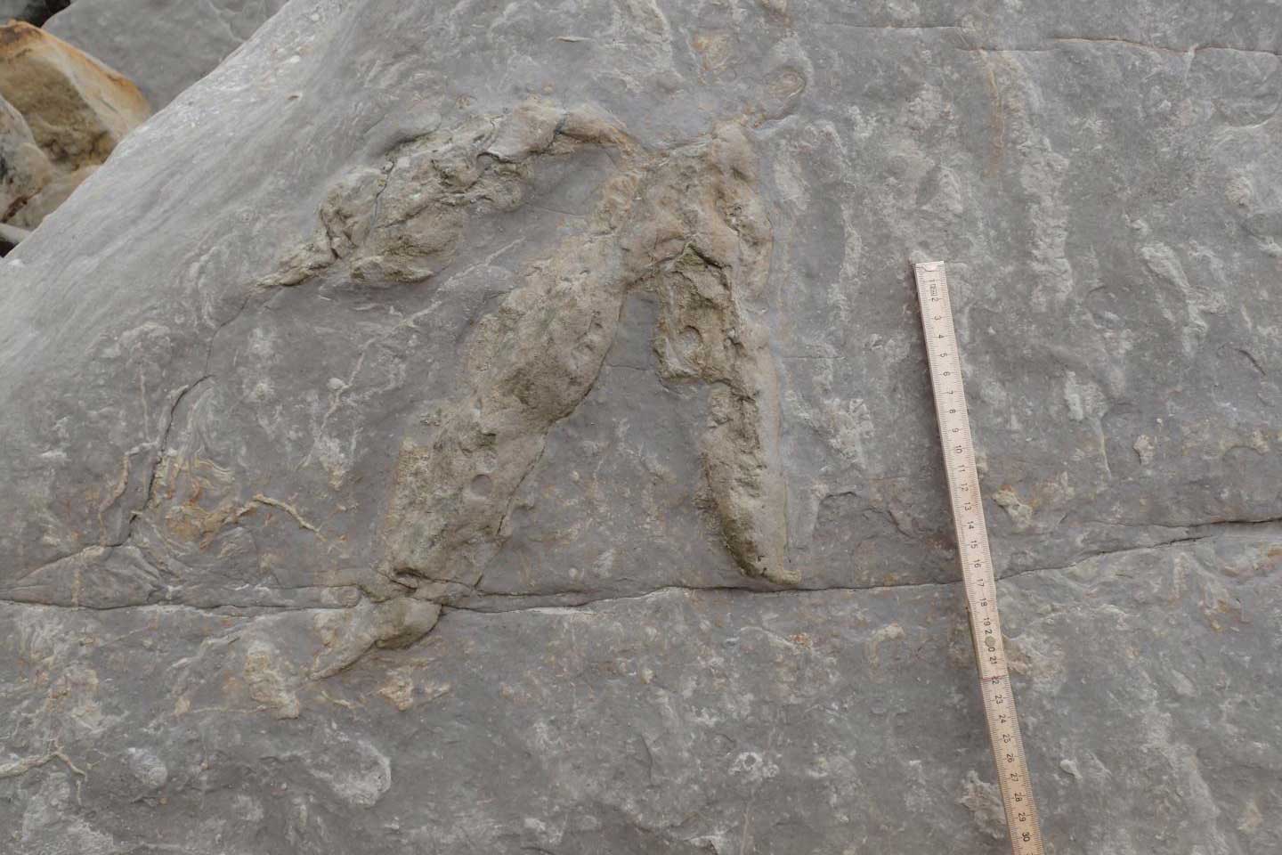 A small theropod (carnivore) footprint.  CREDIT Neil Davies