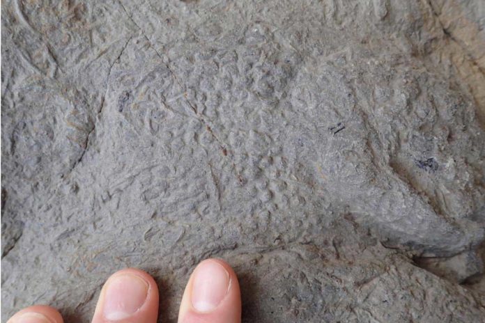 A close up of skin impressions from an iguanodontian footprint. CREDIT Neil Davies
