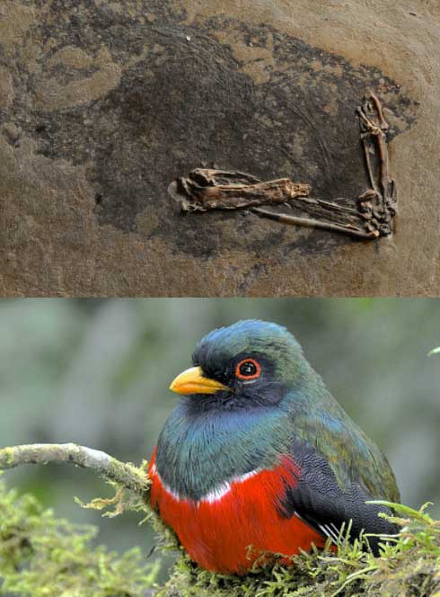 Primotrogon fossil (above) compared with its modern day equivalent, the Narina Trogon Fossil: Jakob Vinther and Fiann Smithwick. Photograph: Daniel Field