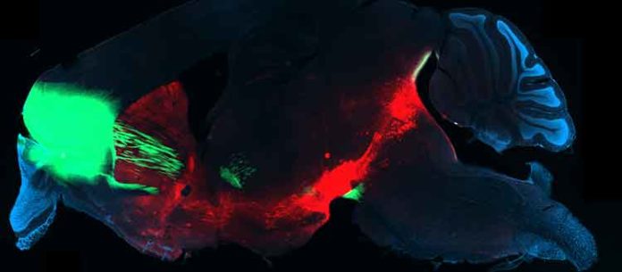 Section of a mouse brain showing in red the circuit that reinforces the behaviour, in green the circuit that reinforces the decision to continue. If the green projection is very active, the mice self-stimulate their red projection despite negative consequences. They become compulsive. © UNIGE