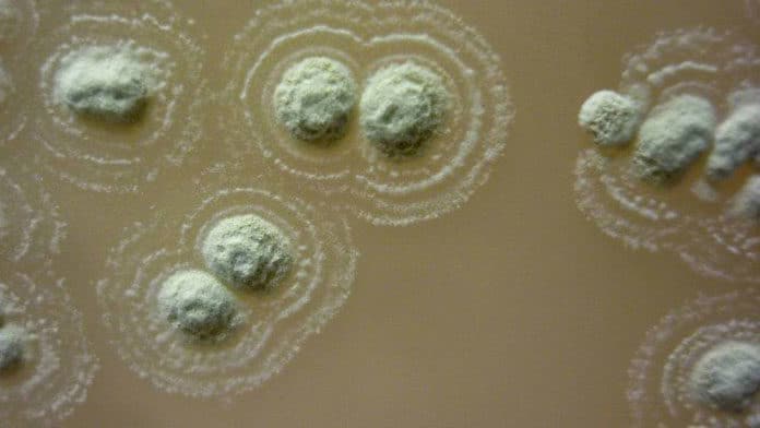 The newly-discovered bacteria strain Streptomyces sp. myrophorea, which has been found to produce potent antibiotics(Credit: G. Quinn, Swansea University)