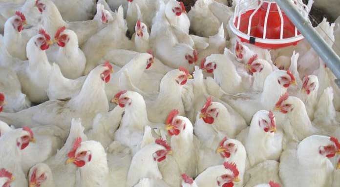 Broiler chicken is the hallmark of the Anthropocene, study