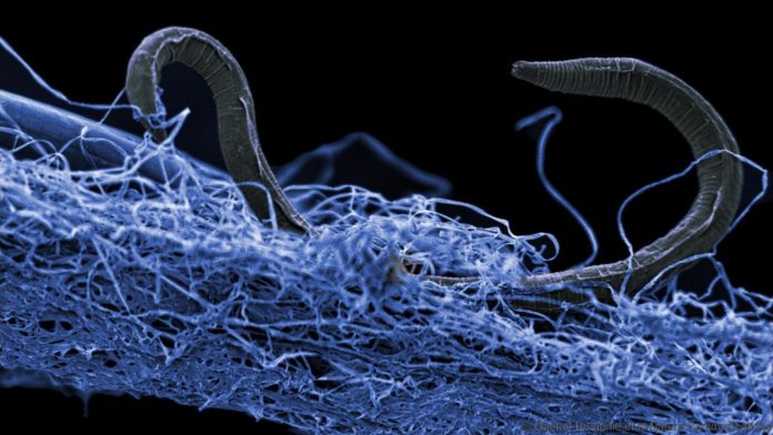 A nematode (eukaryote) in a biofilm of microorganisms. This unidentified nematode (Poikilolaimus sp.) from Kopanang gold mine in South Africa, lives 1.4 km below the surface. Image courtesy of Gaetan Borgonie (Extreme Life Isyensya, Belgium).