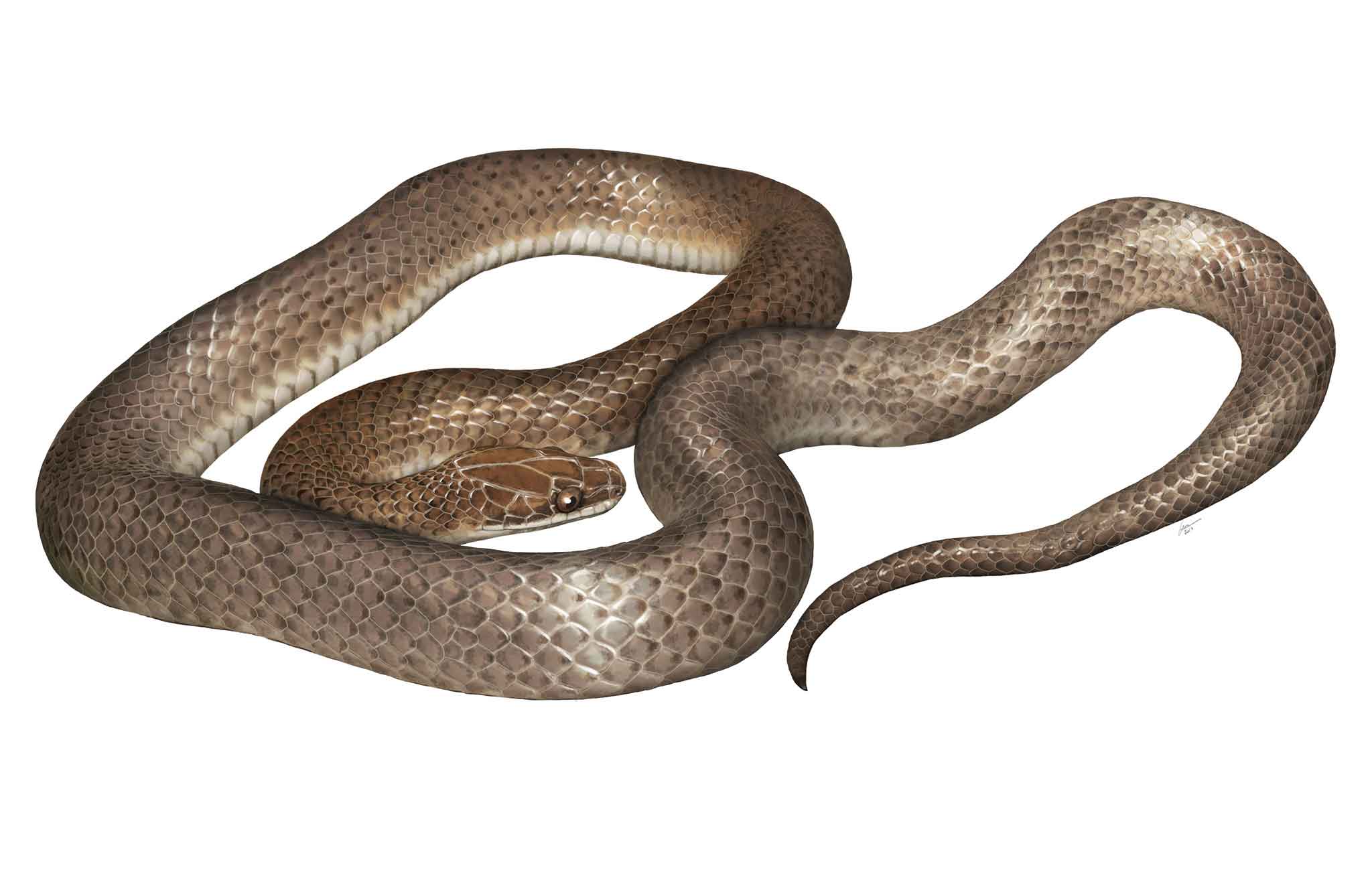 An artist’s rendering of the new species, Cenaspis aenigma, which translates to “mysterious dinner snake.” ILLUSTRATION BY GABRIEL UGUETO