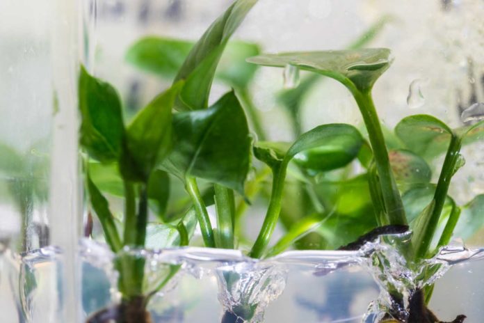 Researchers at the University of Washington have genetically modified a common houseplant — pothos ivy — to remove chloroform and benzene from the air around it.Mark Stone/University of Washington
