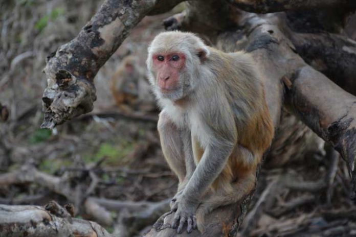 A University of Washington-led study found that social status in rhesus macaques affected how the animals responded to stress.Noah Snyder-Mackler/U. of Washington