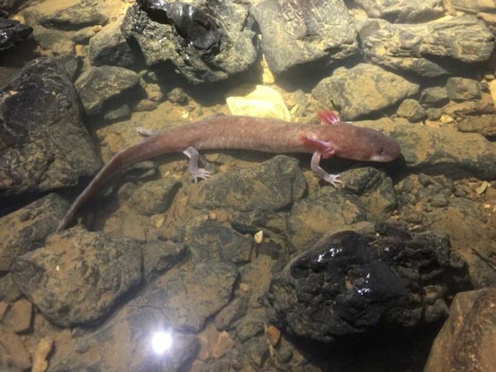 The largest specimen of Berry Cave Salamander measures 9.3 inches. Credit: Nicholas Gladstone/University of Tennessee, Knoxville.