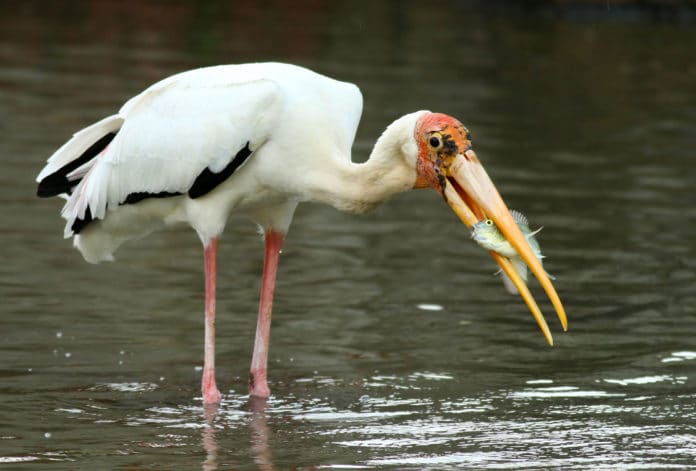 A study by scientists from the National University of Singapore revealed that the genetic composition of endangered Milky Storks is eroded by crossbreeding with their cousins, the Painted Storks. Credit: Eddy Lee Kam Pang