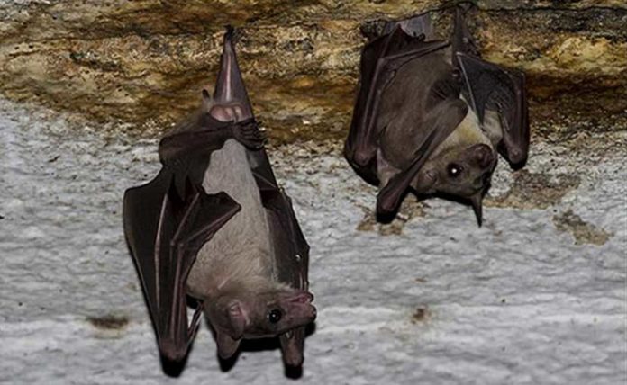 The virus was found in Rousettus bats in Měnglà County, Yunnan Province, southern China (Credit: Rajesh Puttaswamaiah, Bat Conservation India Trust CC BY 3.0)