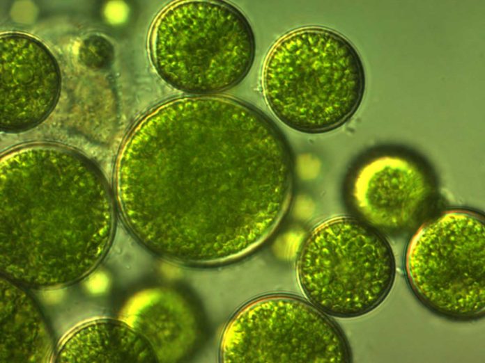 Microalgae clean wastewater and produce bioenergy