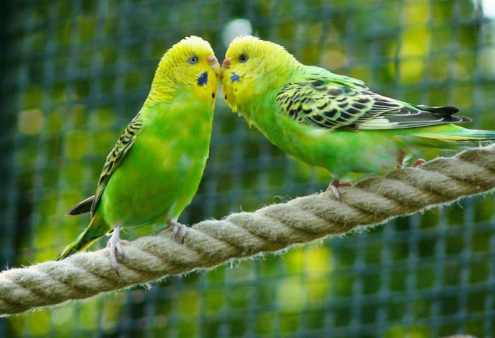 Female Budgerigars prefer males with stronger cognitive abilities