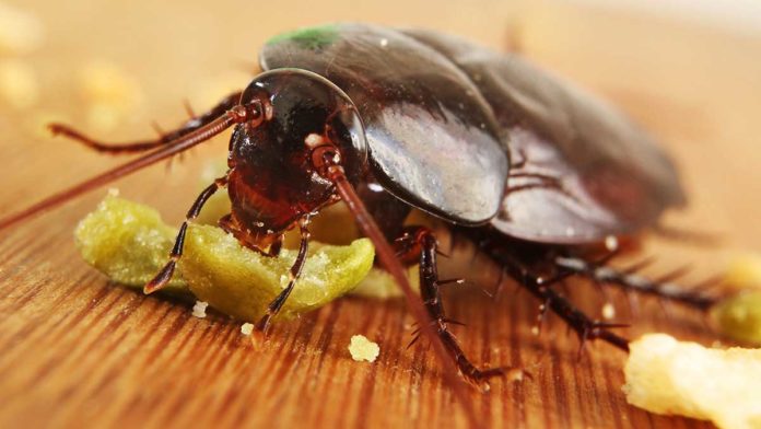 Bug bombs are ineffective killing roaches indoors, leave behind toxic residue
