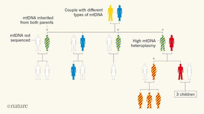 Family tree revealing paternal inheritance of mitochondrial DNA (mtDNA). Luo et al.2 sequenced the mtDNA of several members of a family in which many individuals had a high level of mtDNA heteroplasmy (the presence of distinct genetic variants in the same cell). This mtDNA variability is denoted by two colours in the same silhouette of an individual. The analysis showed that some of the individuals with heteroplasmy had inherited mtDNA from both of their parents, breaking the usual pattern of exclusive maternal inheritance of mtDNA. Luo et al. suggest that the ability to inherit paternal mtDNA is a genetic trait.