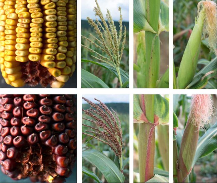 The mystery involved a spontaneous gene mutation that causes red pigments to show up in various corn plant tissues for a few generations and then disappear in subsequent progeny. IMAGE: SURINDER CHOPRA RESEARCH GROUP/PENN STATE