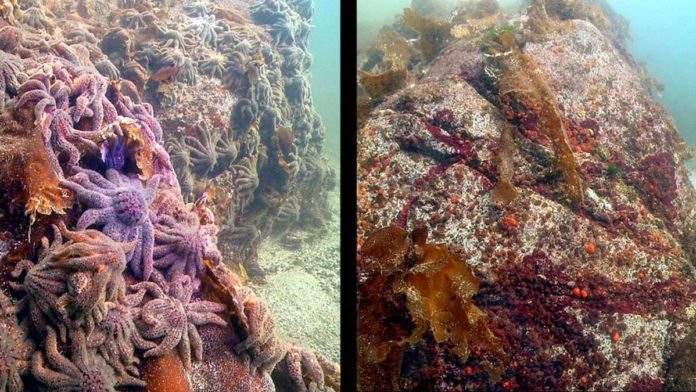 Thousands of sunflower sea stars swarm Croker Rock near Croker Island, left, located in the Indian Arm fjord, north of Vancouver, British Columbia, on Oct. 9, 2013. Three weeks later, in the right photo, the sea stars have vanished.