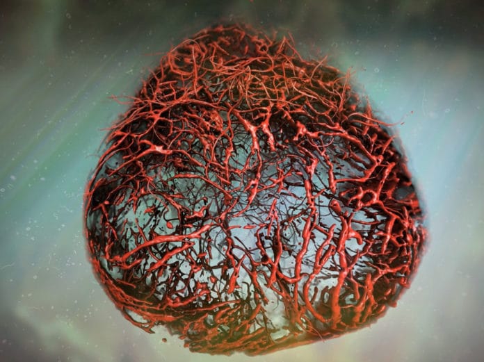 An illustration of vascular organoids, lab-made human blood vessels, based on original data. Credit: IMBA