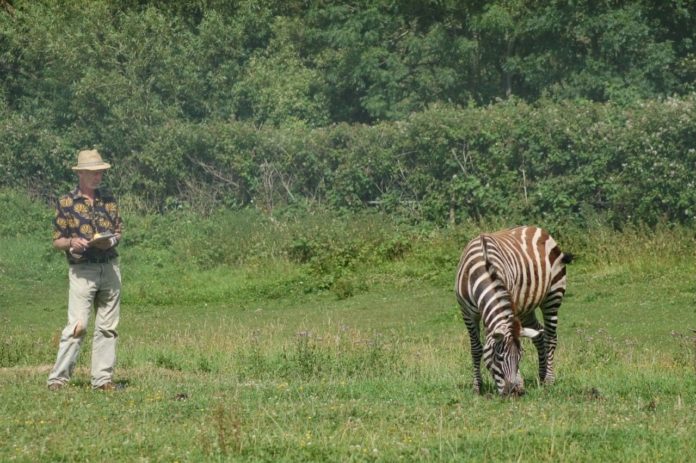 Professor Tim Caro observing zebra behaviour in response to biting fly annoyance School of Biological Sciences, University of Bristol