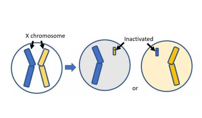 One of the two X-chromosomes is randomly selected and inactivated in the early embryonic stage in females (X-chromosome inactivation). Credit: Katsuhiko Tabuchi, Shinshu University, Japan