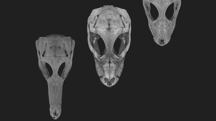 CT scans of embryonic skulls of the dwarf African crocodile, American alligator, and false gharial. Research demonstrates that the diversity of skull shapes found today is the result of a 