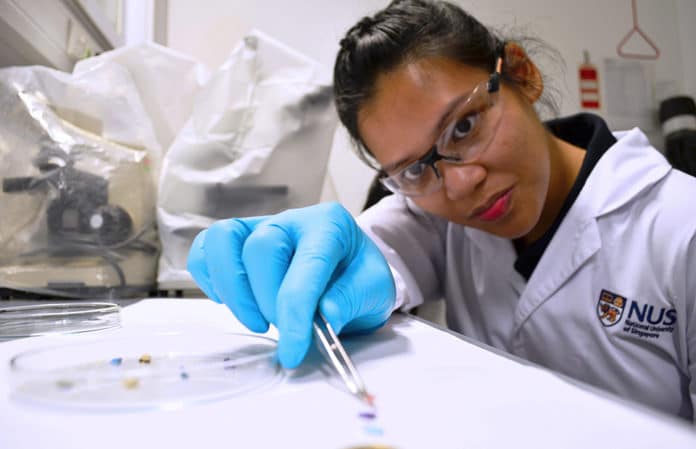NUS doctoral student Emily Curren examining microplastic samples collected from coastal areas of Singapore.