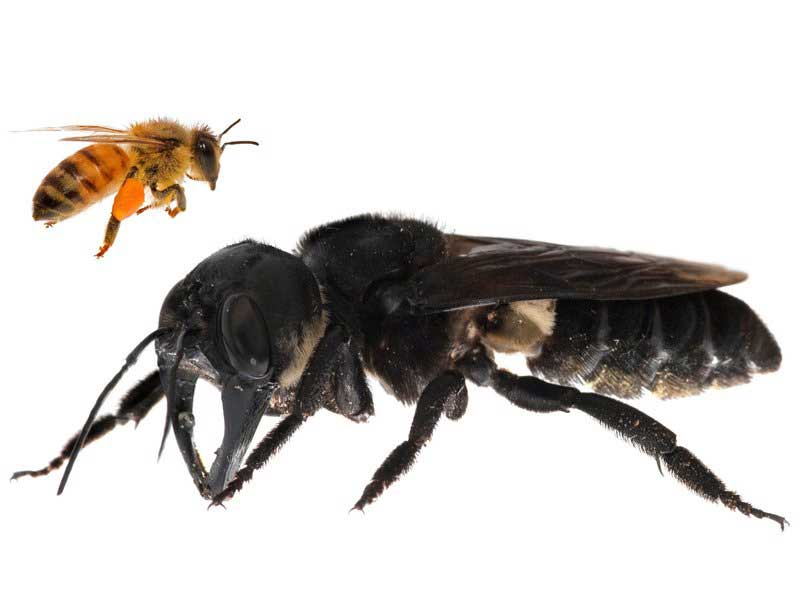 One of the first images of a living Wallace's giant bee was captured after a recent rediscovery of the world's largest bee in Indonesia. As this composite image illustrates, the bee is approximately four times larger than a European honeybee.