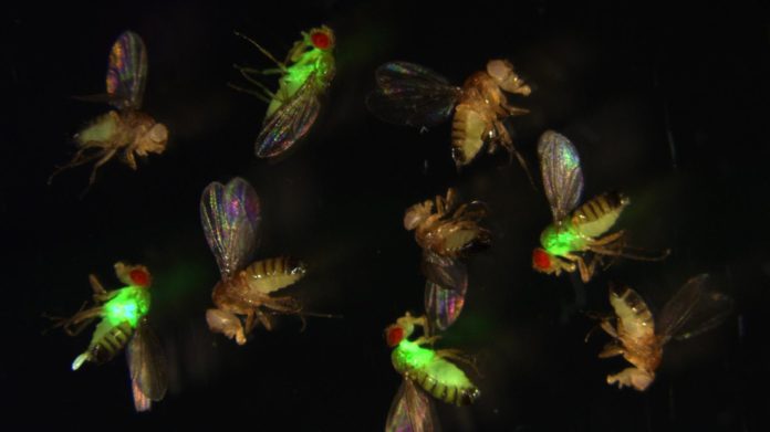 Fruit flies with mutated antimicrobial peptides (red eyes) let bacteria (green) grow out of control, while normal flies suppress the infection. Credit: Mark Austin Hanson, EPFL