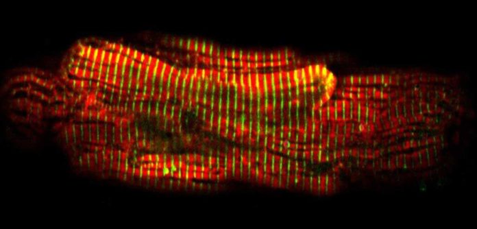 Scientists catch heartbeat ‘molecular switch’ in action A single heart muscle cell (at x2000 magnification) : the red calcium indicator lines up precisely between the green stripes, which mark where the muscles’ contractive machinery is anchored. In every heartbeat, the distance between the green bands (which are just 2 micrometres apart, or about 1/40 the thickness of a human hair) reduces by just 10%, so all heart muscle cells need to contract together to pump blood – normal calcium activity is essential for this synchronization (Image credit: Paul Robinson).