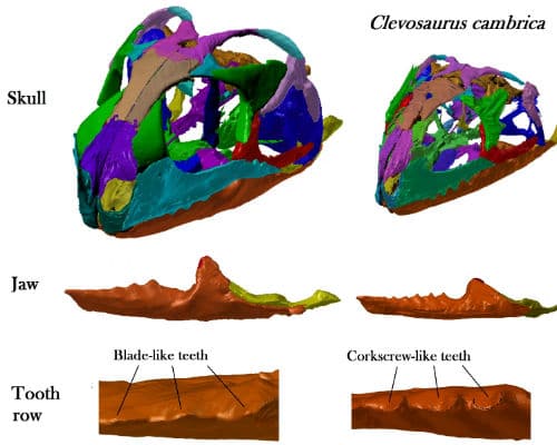 Skulls of the two species of Clevosaurus, showing the difference in size, and the differences kin the teeth kin the jaws – blade-like in Clevosaurus Hudson and corkscrew-like in Clevosaurus cambrica. Credit: Image from the CT scan data, produced by Sophie Chambi-Trowell.