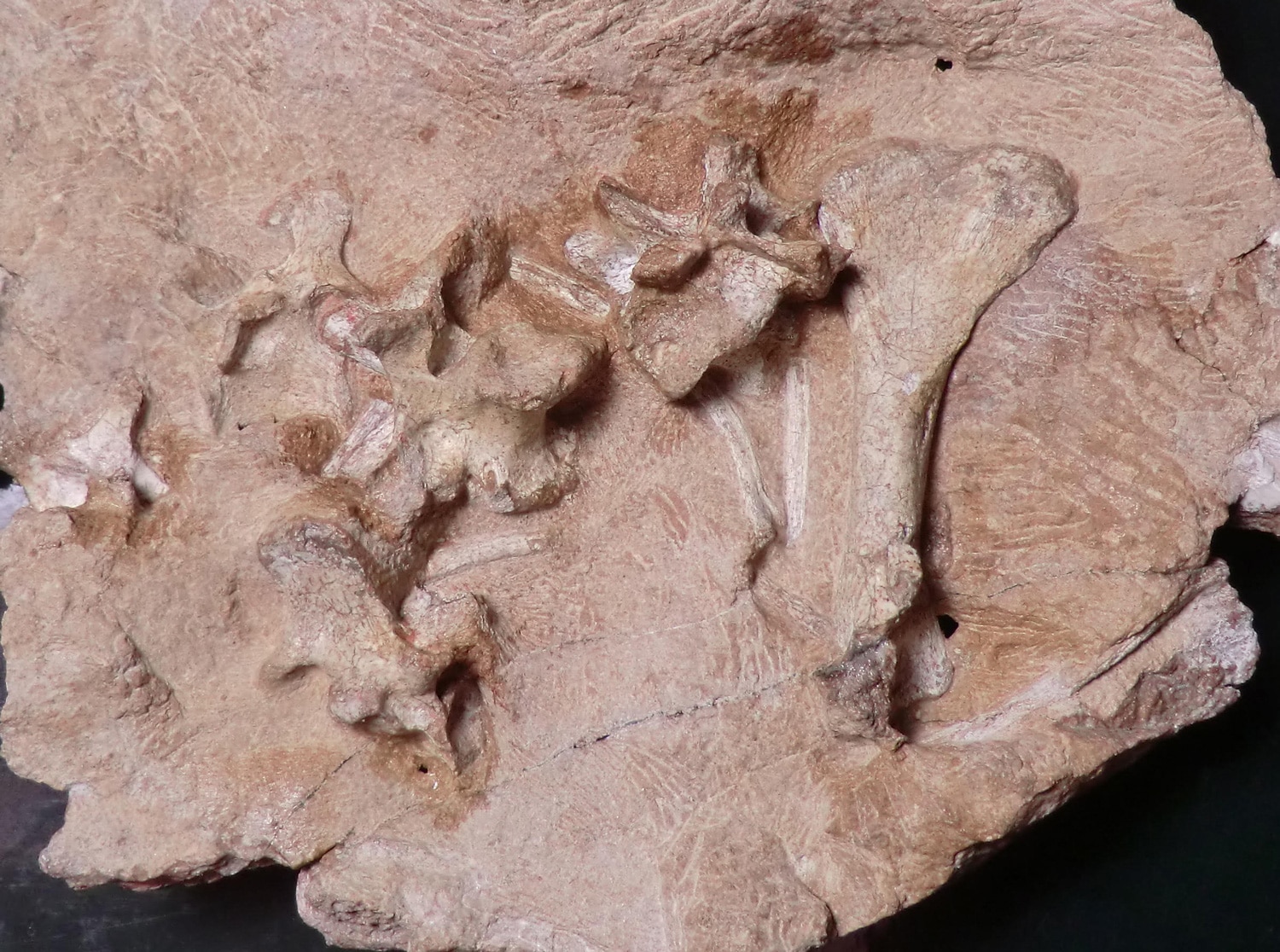 Part of the fossil type specimen of Antarctanax shackletoni, showing well-preserved vertebrae and a humerus.Brandon Peecook/Field Museum