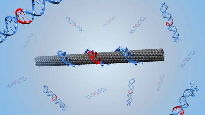 Illustration of a DNA-wrapped single-walled carbon nanotube (credit: Benjamin Lambert, EPFL)