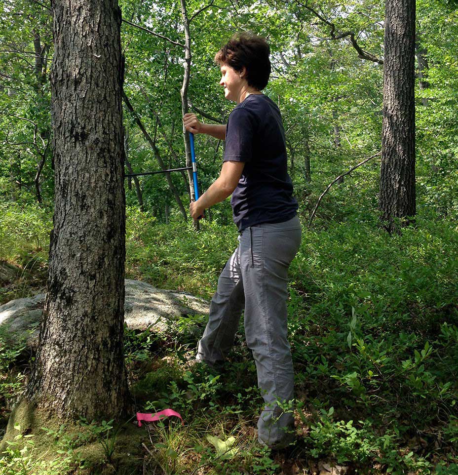 Dr. Laia Andreu Hayles of Lamont-Doherty Earth Observatory coring a northern red oak (Quercus rubra) at the Black Rock Forest in southern NY State. Photo: Neil Pederson