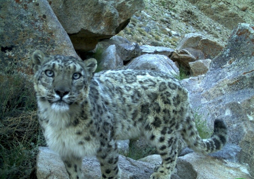 Snow leopard caught in a camera trap