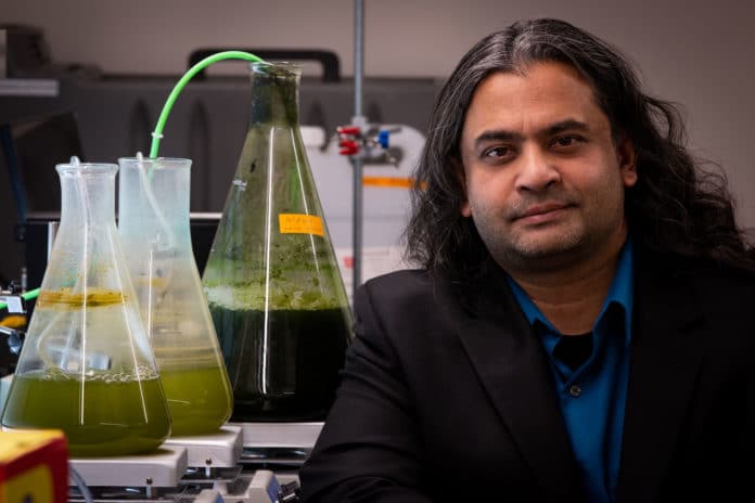 University of Utah chemical engineering assistant professor Swomitra Mohanty, pictured with beakers of algae, is part of a team that has developed a new kind of jet mixer for turning algae into biomass that extracts the lipids with much less energy than the older extraction method. It is a key discovery that now puts this form of energy closer to becoming a viable, cost-effective alternative fuel. Credit: Dan Hixson/University of Utah College of Engineering
